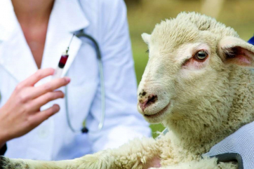 В России заработали новые правила содержания коз и овец